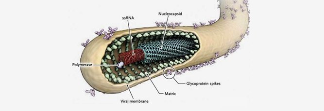 Understanding Ebola